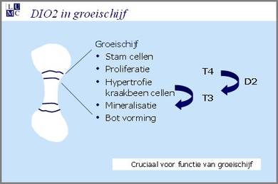 Groeischijf